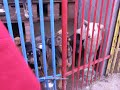 Krzyczki-schronisko dla bezdomnych ps�w