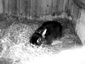 my bunny beban my bunny beban