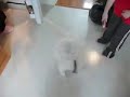 Dizzy Buddy