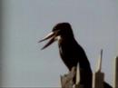 Strange bird like a king fisher