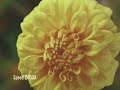 Quechua commercial