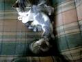 ATTACK OF THE KITTENS!!!!