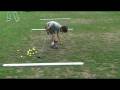 videos de William Golf