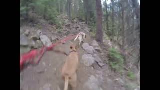 Our 1st Sun Dog's video blog! Sweet hike with our mascots Luna & Sammy to Weller Lake