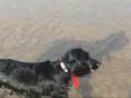 English cocker spaniel Dylan English cocker spaniel Dylan