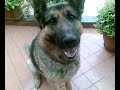 cane intelligente pastore tedesco razza pura