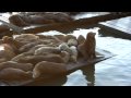 Pier 39 - San Francisco, CA.mov