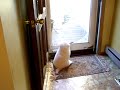 Zuri sam's puppy 013.MOV