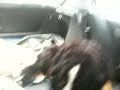 Pyrenean & Bernese mountain monsters caught sleeping :)