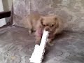 mi yolita2