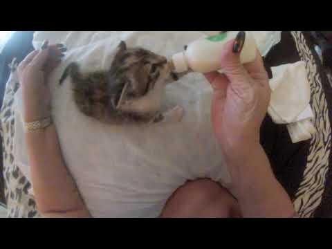 How to Feed, Stimulate and Handle a 2 week old Kitten