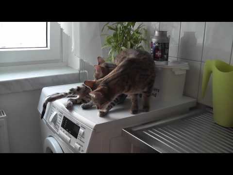 Video Bengal Hero nun mit 6 Wochen bei uns.