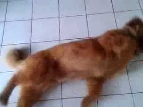 CHOW CHOW