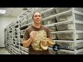 SnakeBytesTV 