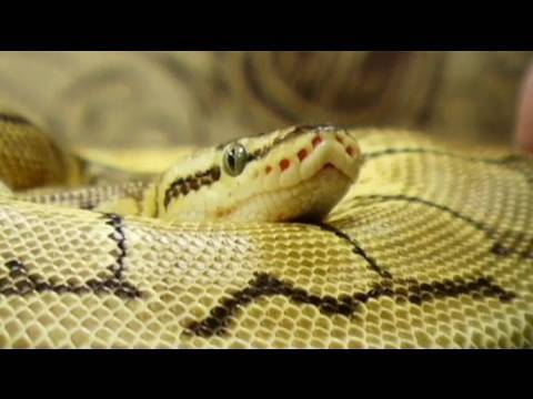 how to properly breed a ball python