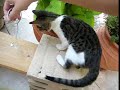 kute kitten