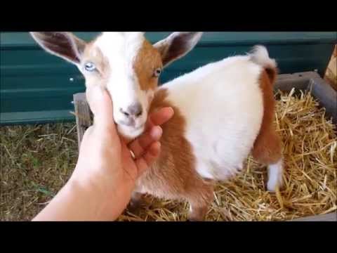 how to train pygmy goats