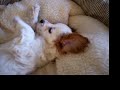 My cute sneezing Cubbie