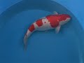 Tategoi-koi koi stock 200071 Tategoi-koi koi stock 200071