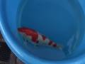 Tategoi-koi koi stock 200071
