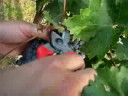A Grape Day