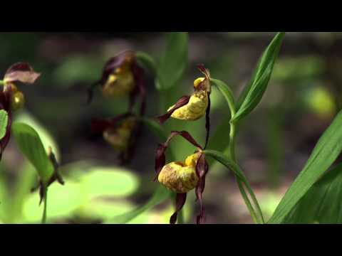 how to transplant lady slippers