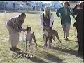 day at the dog show