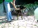 ADHD dobermana