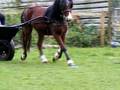 Gurnos Welsh Scrumpy Jack