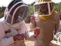 Chilean Beekeeping