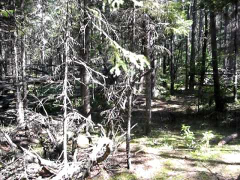 how to transplant pink lady slippers