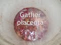 Making cow placenta soup