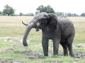 Elephant Shower Elephant Shower
