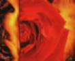 Swans - Miracle Of Love