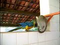 ARAGUAIA A ARARA