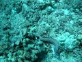 Swimming Whitemouth Moray