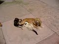 My Kittens milking my dog \"Honey\" My Kittens milking my dog \"Honey\"