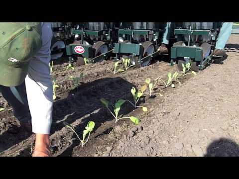 how to transplant brussel sprouts