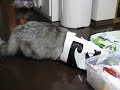 ポンタ(スコティッシュフォールド)、袋の中に潜入!