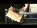 Quick Attach Quick Split Log Splitter Skidsteer Attachment