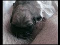 Mopsz kiskutya eladó Mopsz kiskutya eladó