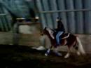 gatcha qui amble ainsi qun mini trot gatcha qui amble ainsi qun mini trot