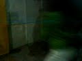 EL PIRRURRIS----------- ENCUERADO EL PIRRURRIS----------- ENCUERADO