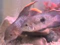 aequidens rivalatus aequidens rivalatus