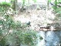 Caught on Tape for the First Time, the Elusive "Lake Ariel Beast"