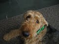 Look at me! Stop looking at me! Airedale Hams Look at me! Stop looking at me! Airedale Hams