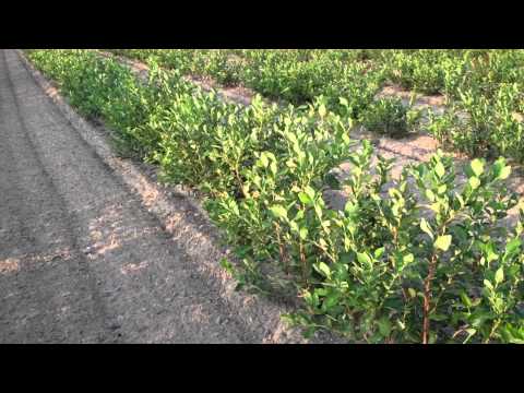 how to replant a blueberry bush