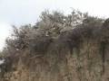 Sagebrush Ecology - Roots