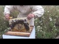 Видео - Отводки пчел Как сделать отводок пчел