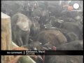 Watch 'Animal sacrifice festival in Nepal'